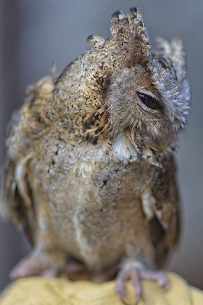 Shy Owl