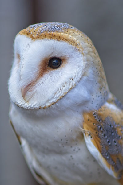 Inquisitive Barn owl