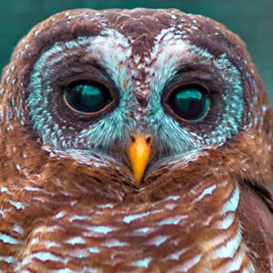Owl #5
