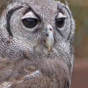 Owl #4