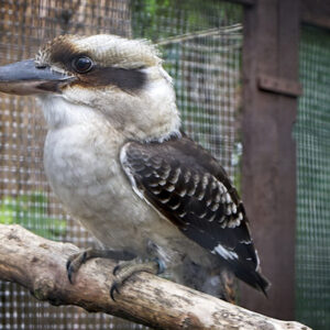 Kookaburra