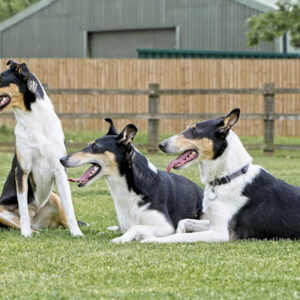 Dogs Relaxing