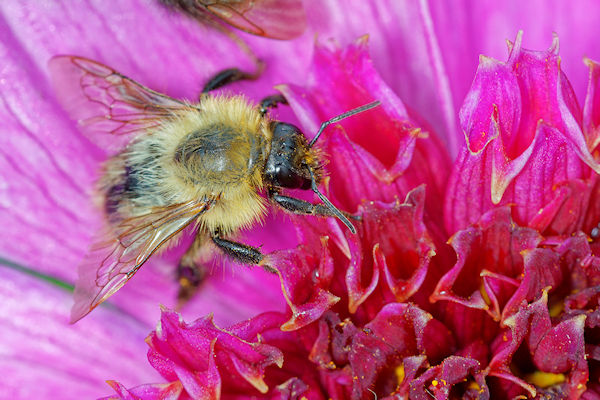 Bee Searching for Nectar