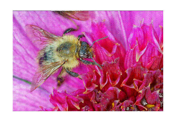 Bee Searching for Nectar - Image 3