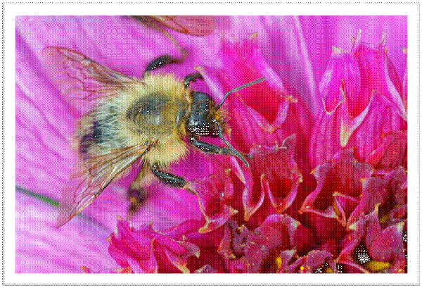 Bee Searching for Nectar - Image 2
