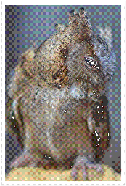 Shy Owl - Image 2