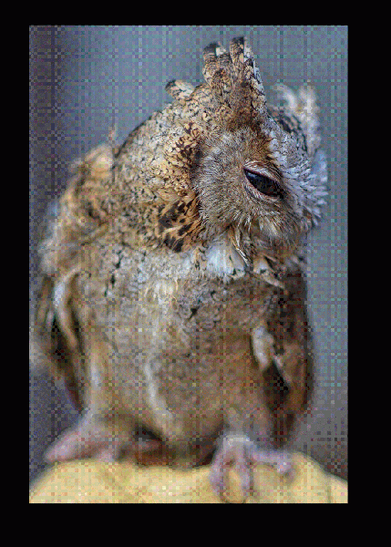 Shy Owl - Image 3