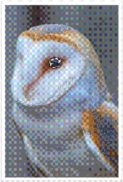 Inquisitive Barn owl - Image 2