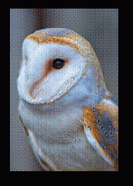 Inquisitive Barn owl - Image 3